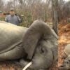 Hunter who shot dead two elephants hits back as company swamped by fury from animal lovers