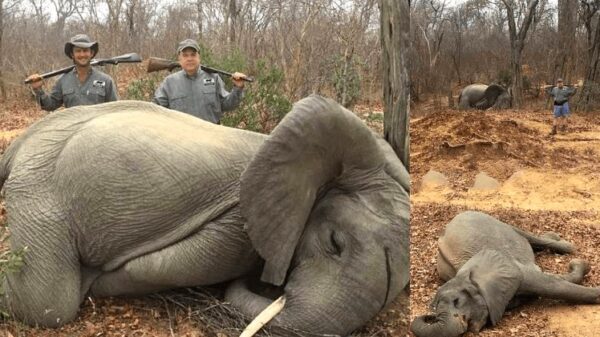 Hunter who shot dead two elephants hits back as company swamped by fury from animal lovers