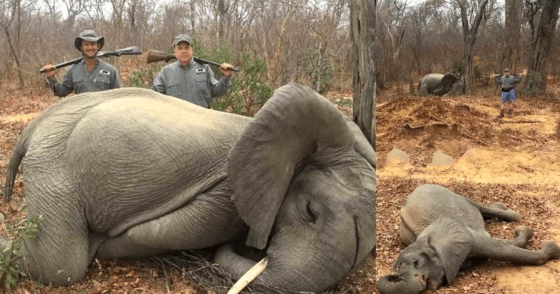 Hunter who shot dead two elephants hits back as company swamped by fury from animal lovers